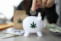 New Cannabis Startups